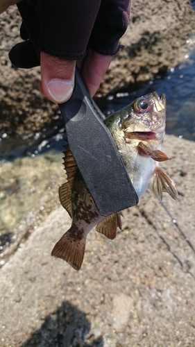 メバルの釣果