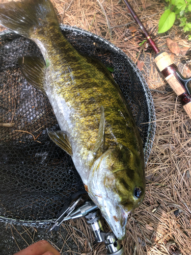 スモールマウスバスの釣果