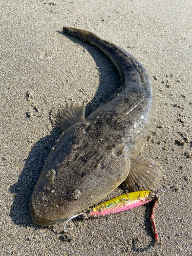 マゴチの釣果