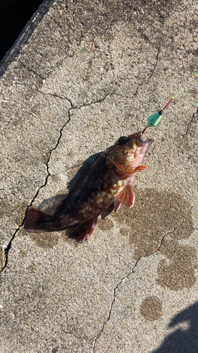 カサゴの釣果