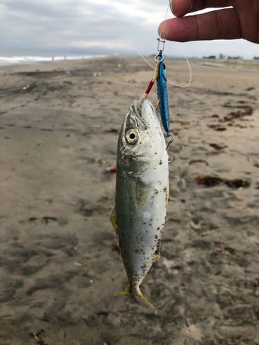 ワカシの釣果