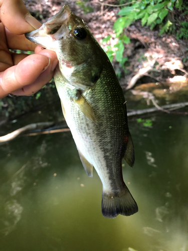 ラージマウスバスの釣果