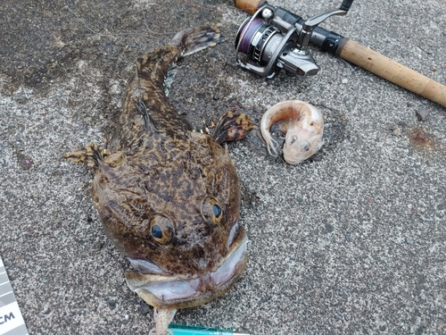 カジカの釣果