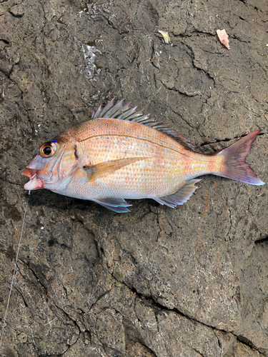 チャリコの釣果