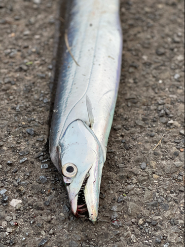 タチウオの釣果