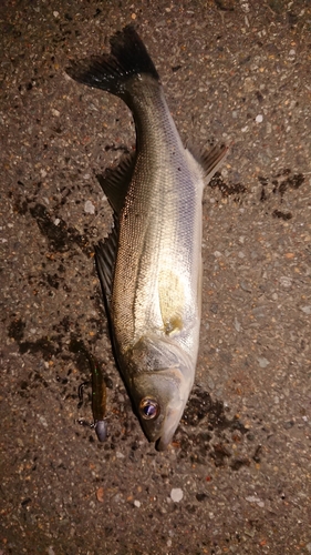 セイゴ（マルスズキ）の釣果