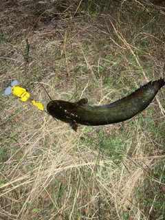 ナマズの釣果