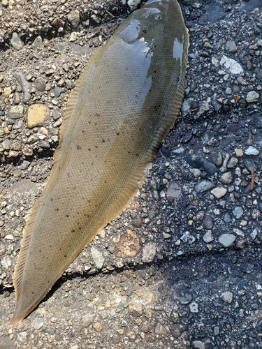 シタビラメの釣果