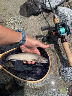 イワナの釣果