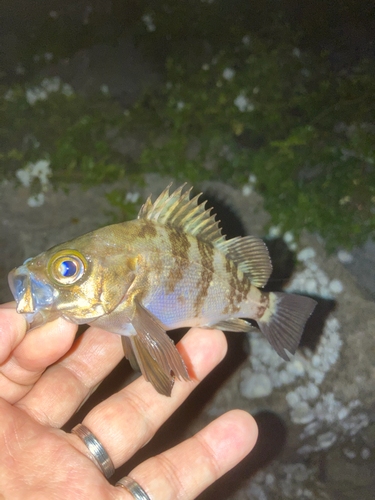 メバルの釣果