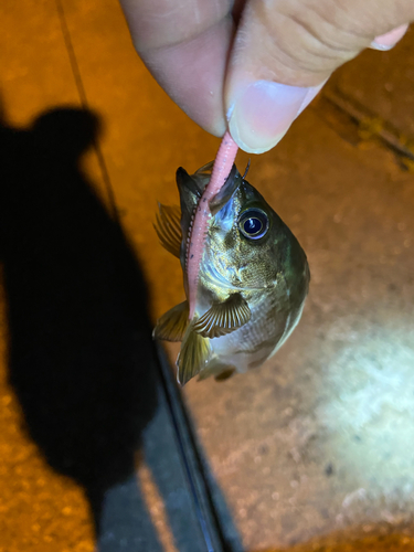 アラカブの釣果