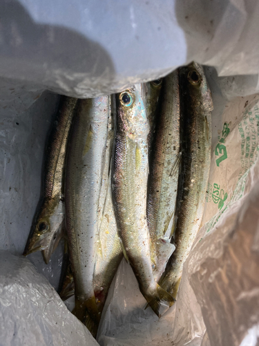 カマスの釣果