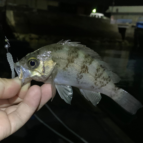 メバルの釣果