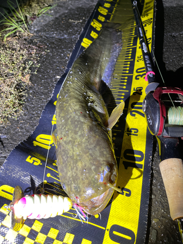 ナマズの釣果