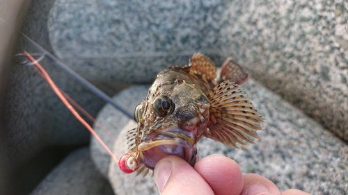 カサゴの釣果