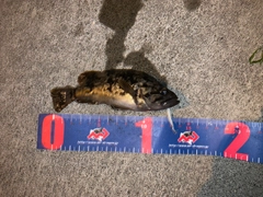 クロソイの釣果