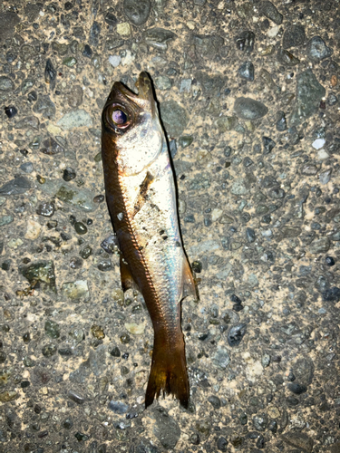 ムツの釣果