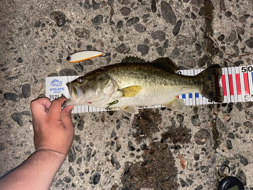 ブラックバスの釣果