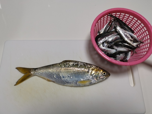 コノシロの釣果