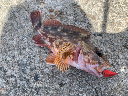 カサゴの釣果