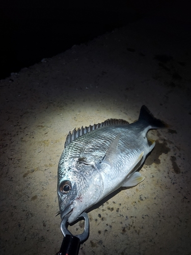 キビレの釣果