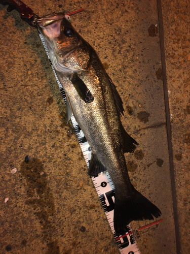 フッコ（マルスズキ）の釣果