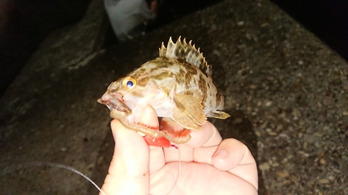 タケノコメバルの釣果