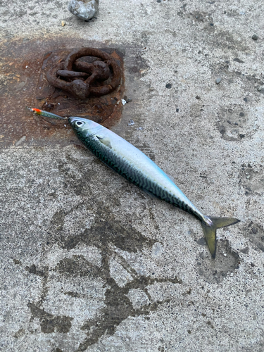 サバの釣果