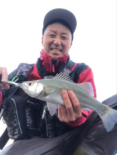 ヒラスズキの釣果