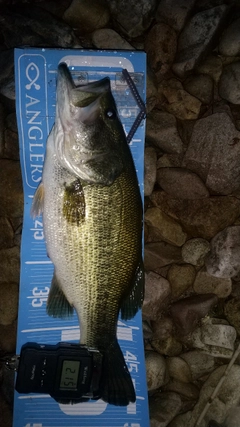 ブラックバスの釣果