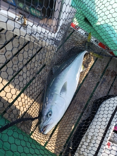 ハマチの釣果