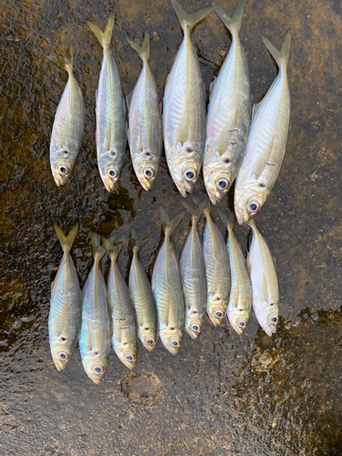 アジの釣果