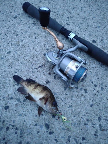 メバルの釣果