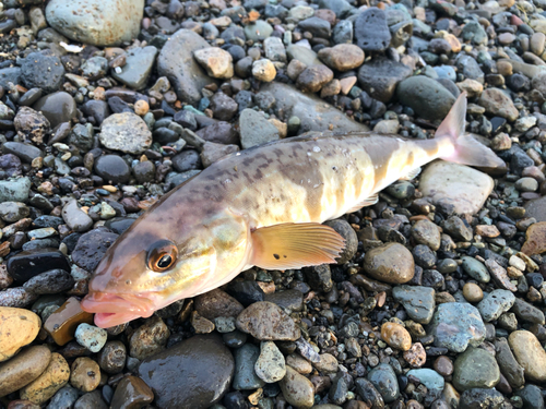 ホッケの釣果