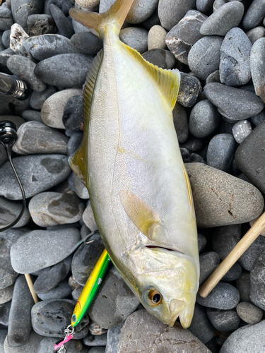 ショゴの釣果