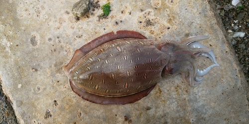 モンゴウイカの釣果