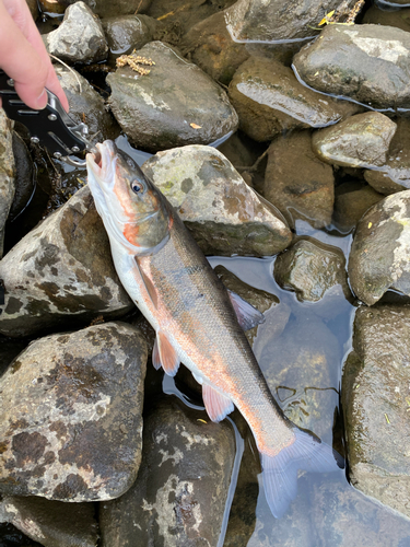 マルタウグイの釣果