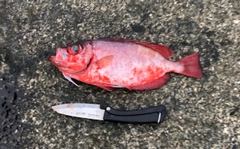 ホウセキキントキの釣果