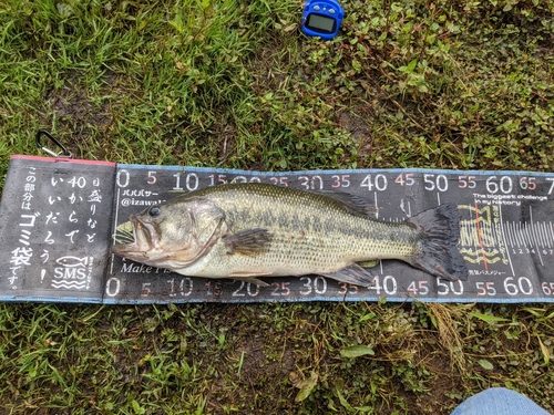 ラージマウスバスの釣果