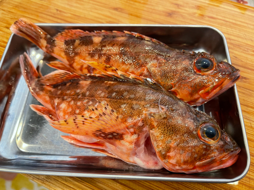 カサゴの釣果