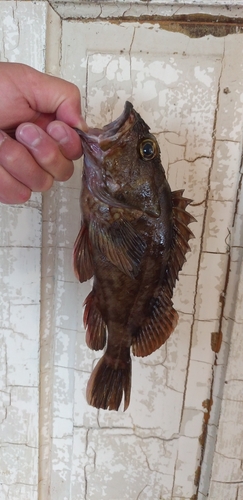 カサゴの釣果