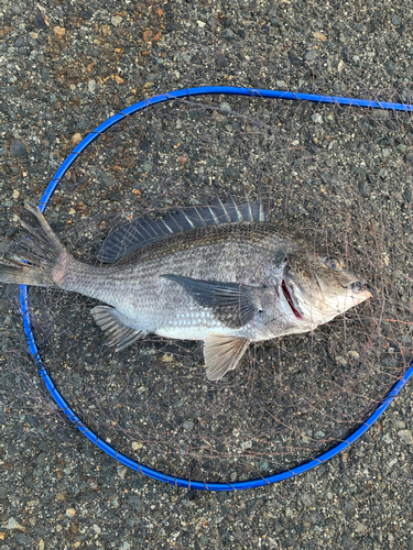 チヌの釣果