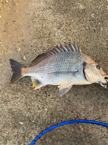 キビレの釣果