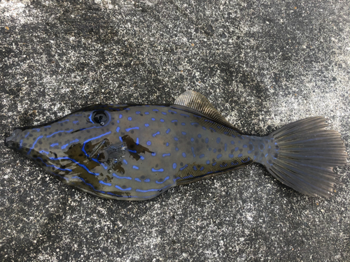 ソウシハギの釣果