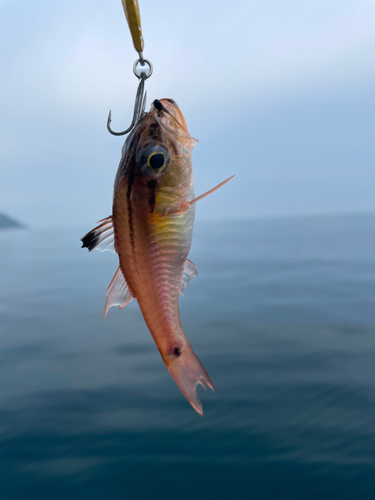 ネンブツダイの釣果