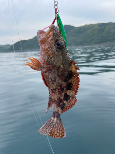 アラカブの釣果