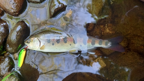 ヤマメの釣果