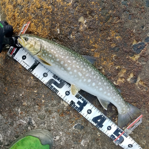 アメマスの釣果