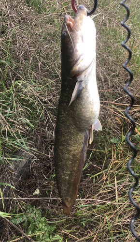 マナマズの釣果