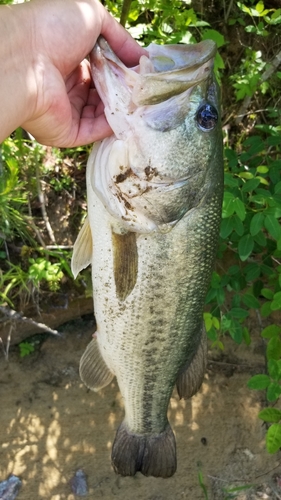 ラージマウスバスの釣果